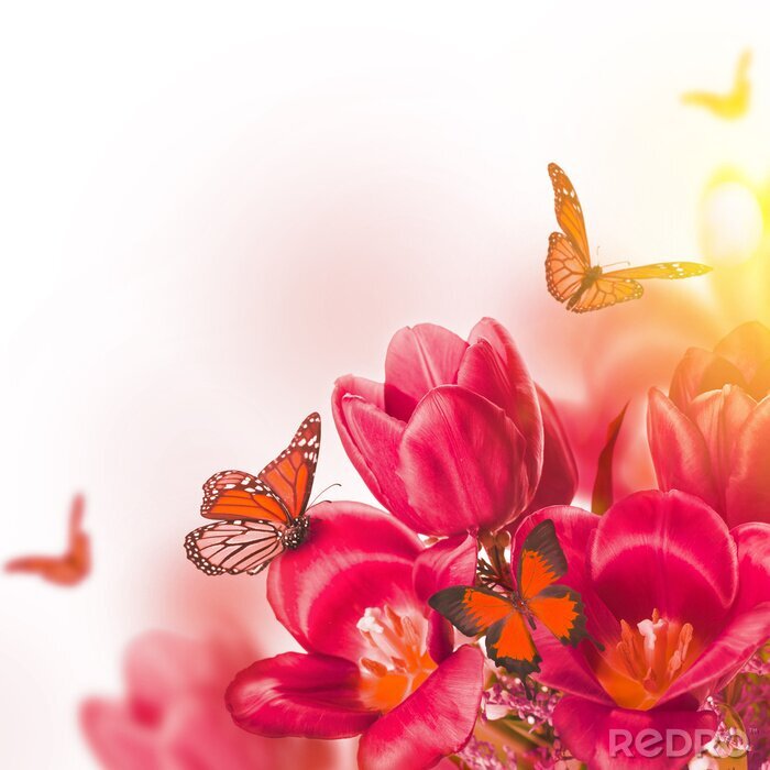 Fototapete Rosa Tulpen und Schmetterlinge