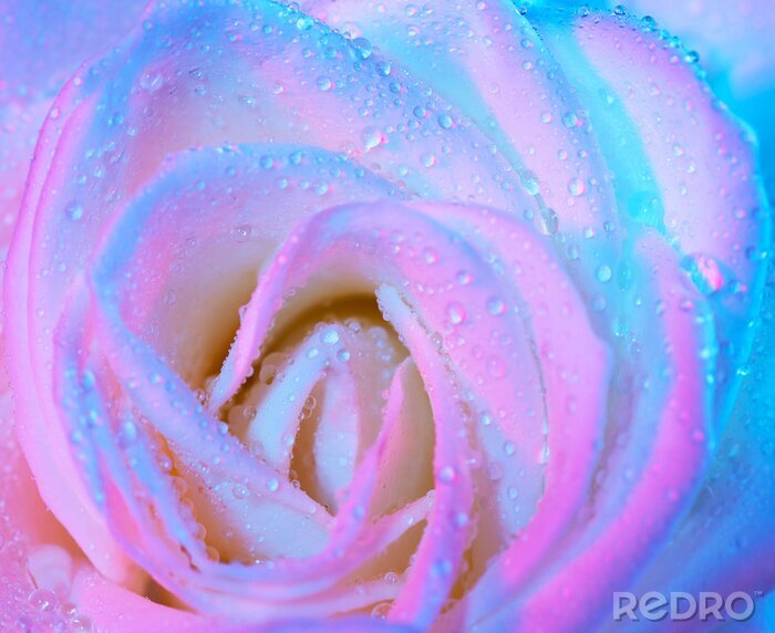 Fototapete Rosa und blaue Blütenblätter