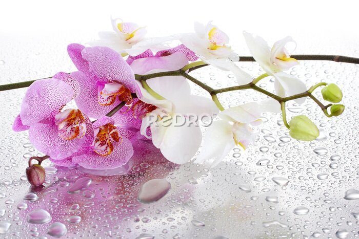 Fototapete Rosa und weiße Orchideen auf Wassertropfen