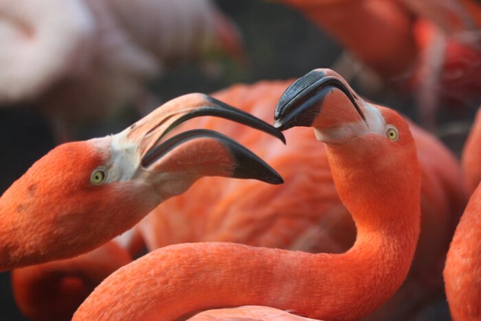 Fototapete Rosa vögel im zoo