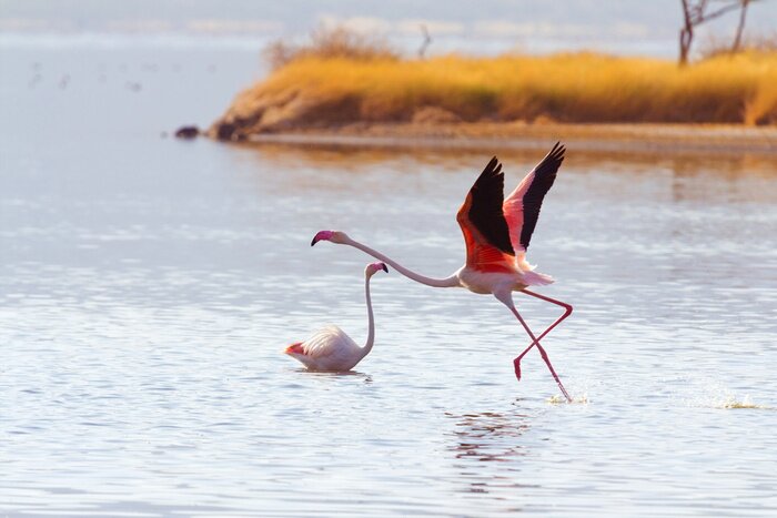 Fototapete Rosa Vögel mit Insel im Hintergrund