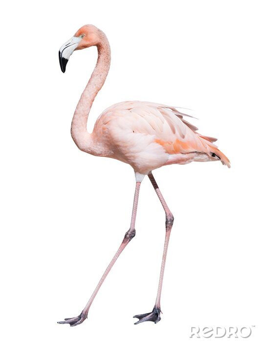 Fototapete Rosa Vogel auf weißem Hintergrund