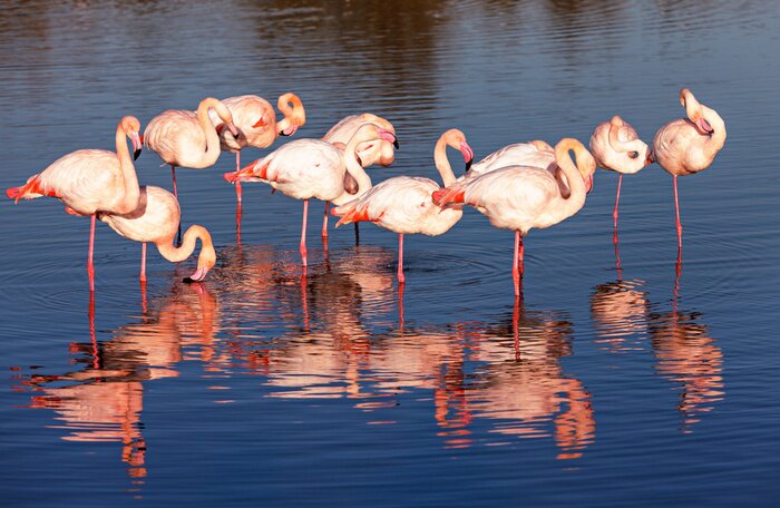 Fototapete Rosa Vogelschwarm