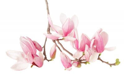 Fototapete Rosa Zweig der Magnolie auf weißem Hintergrund