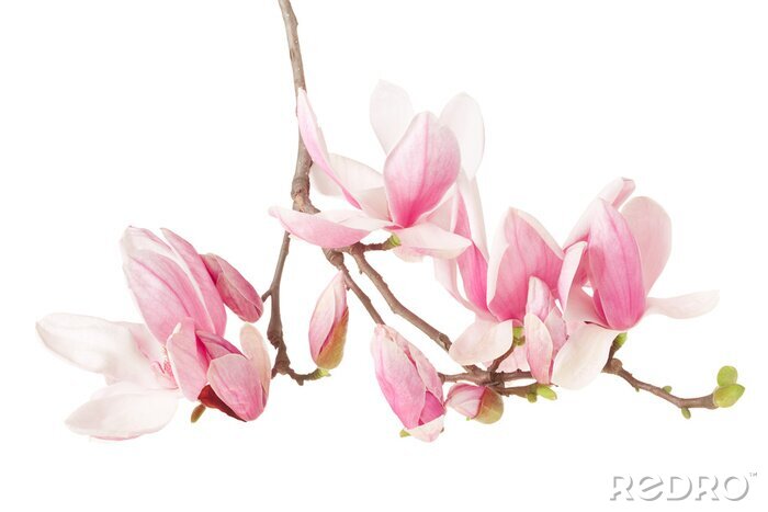 Fototapete Rosa Zweig der Magnolie auf weißem Hintergrund