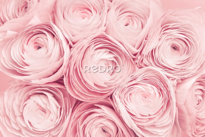 Fototapete Rosafarbene Pfingstrosenblüten mit zarten Blütenblättern