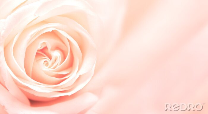 Fototapete Rose auf rosa Hintergrund