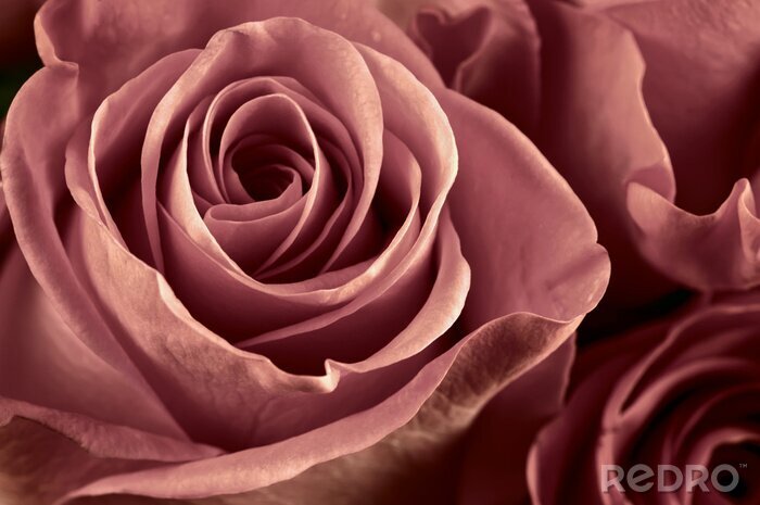 Fototapete Rose in Puderfarbe