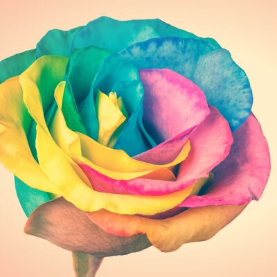 Fototapete Rose in Regenbogenfarben