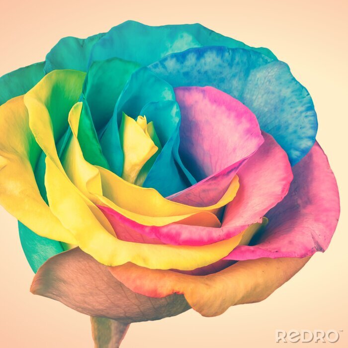Fototapete Rose in Regenbogenfarben