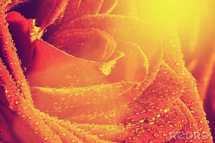 Fototapete Rose in Sonnenstrahlen