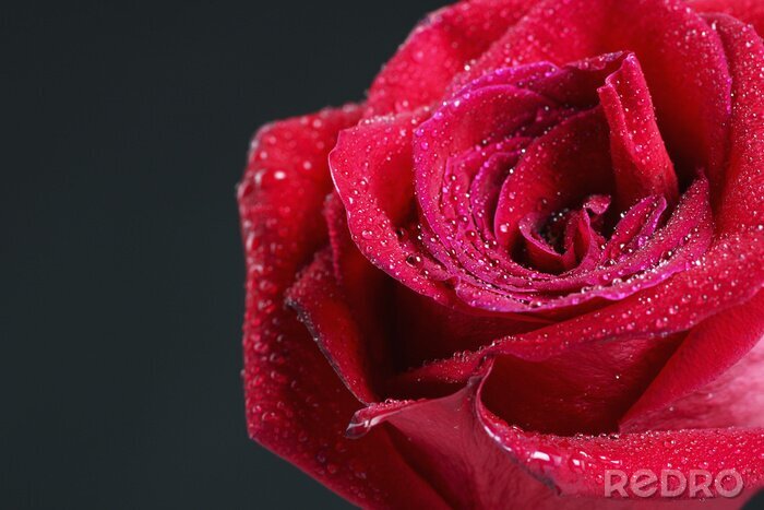 Fototapete Rose mit Tropfen auf grauem Hintergrund