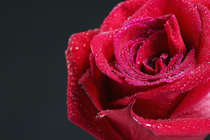 Fototapete Rose mit Tropfen auf grauem Hintergrund