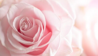 Rose Schönheit der Blütenblätter in der Knospe