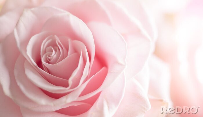 Fototapete Rose Schönheit der Blütenblätter in der Knospe