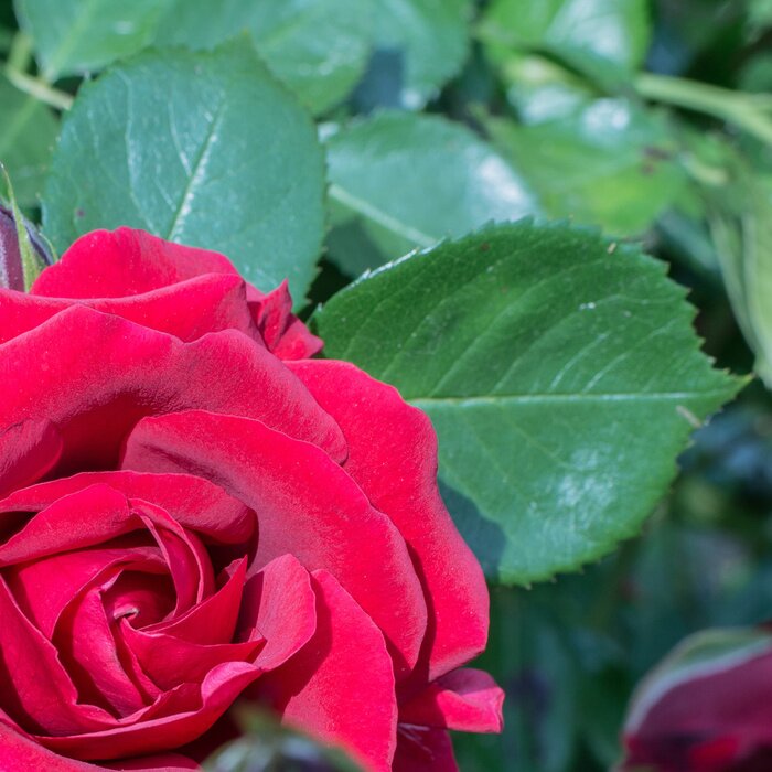 Fototapete Rose und grüne Blätter