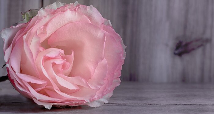 Fototapete Rose vor dem Hintergrund des Holzes