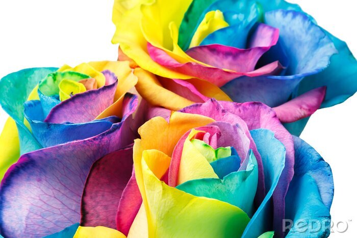 Fototapete Rosen in Regenbogenfarben