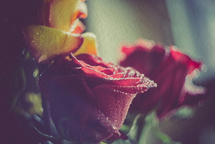 Fototapete Rosen mit Tropfen Vintage