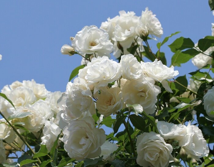 Fototapete Rosen Weiße am Strauch