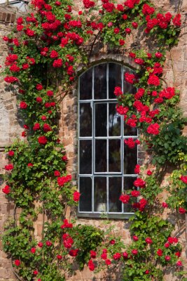 Rosenranke, die ein Fenster umgibt