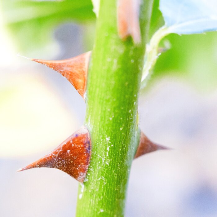 Fototapete Rosenstacheln