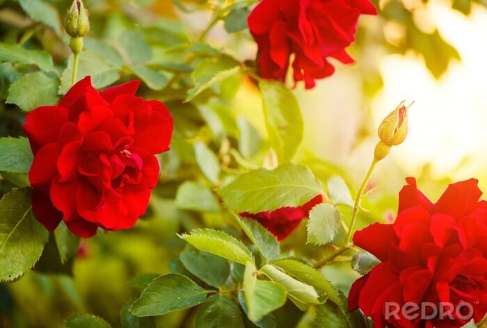 Fototapete Rosenstrauch an einem sonnigen Tag