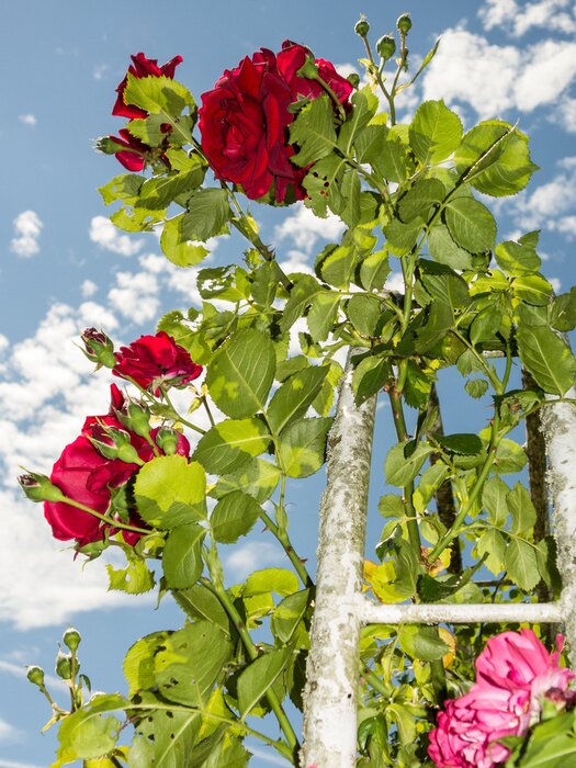 Fototapete Rosenstrauch im Garten