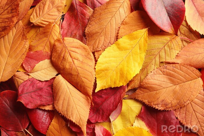 Fototapete Rot-orange Herbstblätter