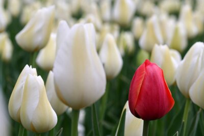 Fototapete Rot unter den weißen Tulpen