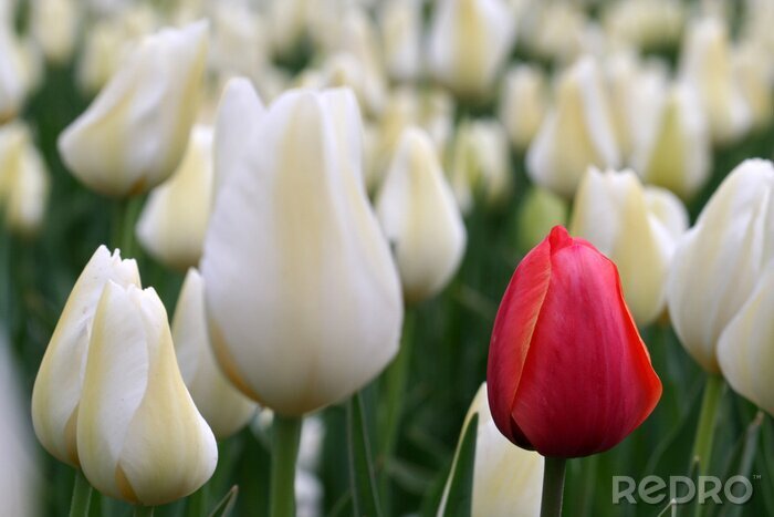 Fototapete Rot unter den weißen Tulpen