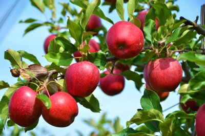 Fototapete Rote Äpfel am Baum