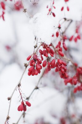 Fototapete Rote Beeren unter Winternatur