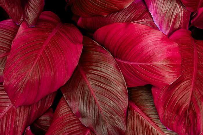 Fototapete Rote Blätter