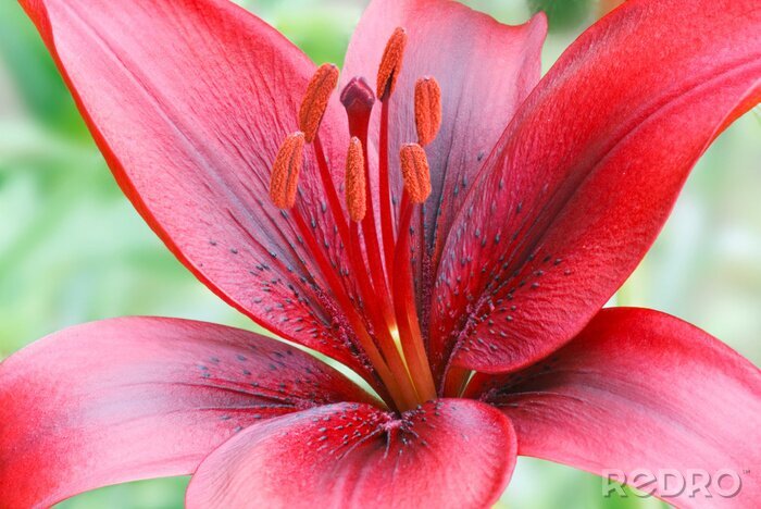 Fototapete Rote Blume mit Staubblättern