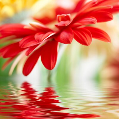 Fototapete Rote Blume und Wasser
