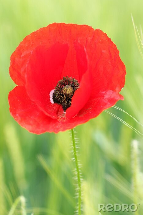Fototapete Rote Blume vor dem Hintergrund der Wiese