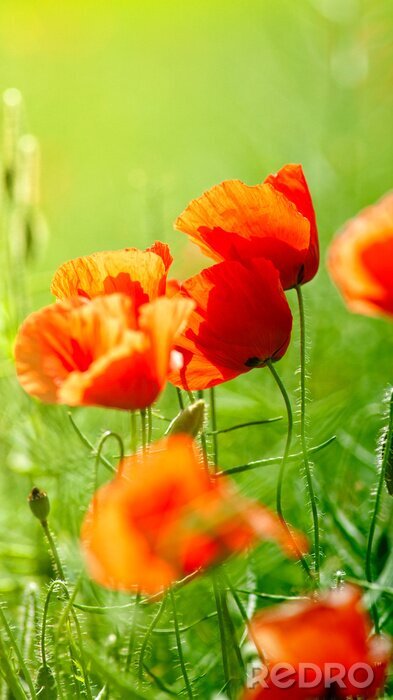 Fototapete Rote Blumen auf einer grünen Wiese