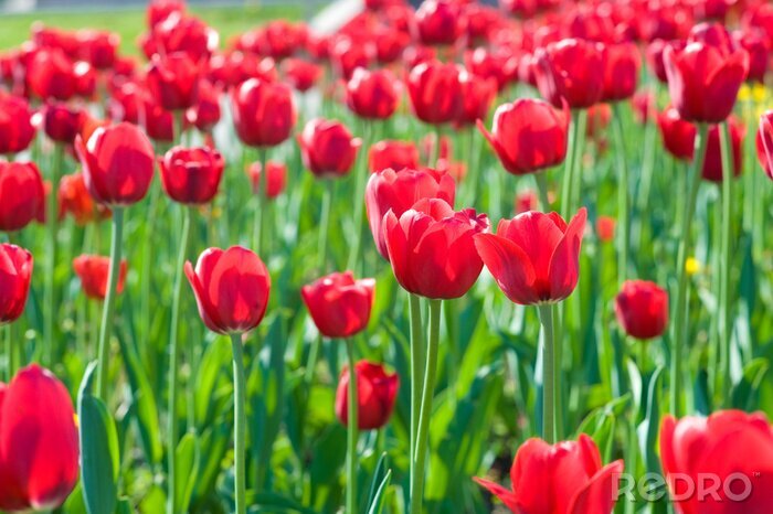 Fototapete Rote Blumen auf Feld