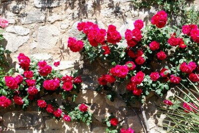 Fototapete Rote Blumen auf heller Mauer