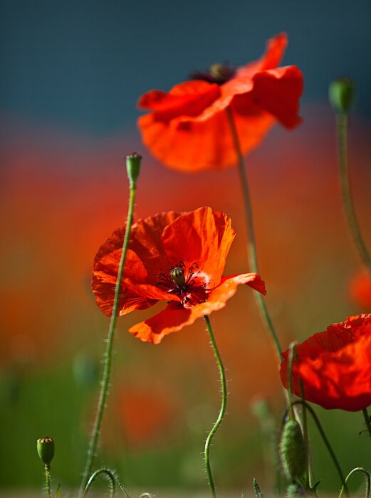 Fototapete Rote Blumen im Sommer
