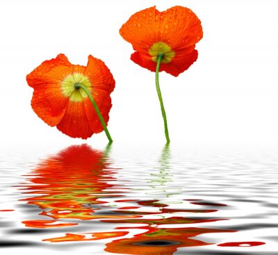 Fototapete Rote Blumen im Wasser