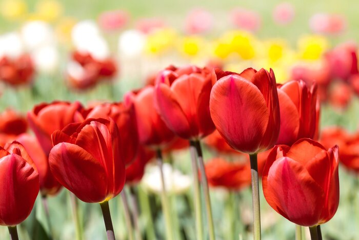 Fototapete Rote Blumen Nahaufnahme