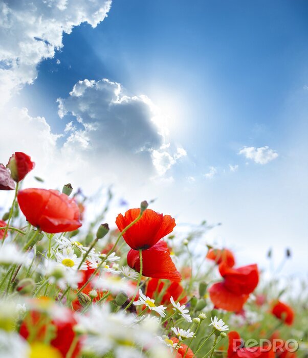 Fototapete Rote Blumen und Wolken