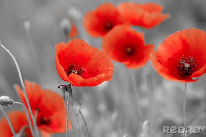 Fototapete Rote Blumen vor grauem Hintergrund