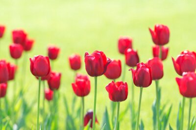 Fototapete Rote Blumen vor grünem Hintergrund