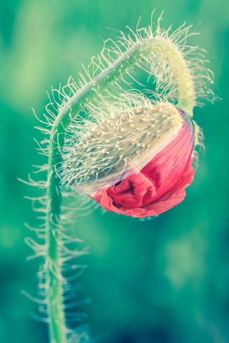 Fototapete Rote Blumenknospe