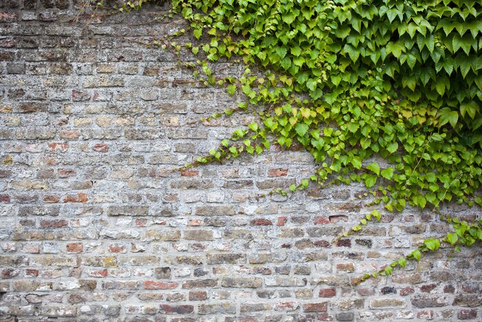 Fototapete Rote Gewürze auf dem Tisch