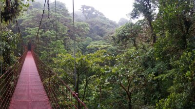 Fototapete Rote Hängebrücke im Dschungel