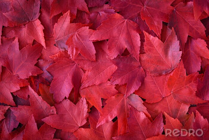 Fototapete Rote Herbstblätter